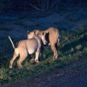 ZMB NOR SouthLuangwa 2016DEC10 NP 075 : 2016, 2016 - African Adventures, Africa, Date, December, Eastern, Month, National Park, Northern, Places, South Luangwa, Trips, Year, Zambia
